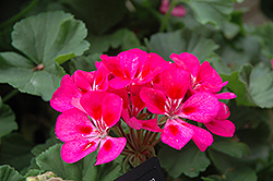 Tango Rose Splash Geranium (Pelargonium 'Tango Rose Splash') at Stonegate Gardens