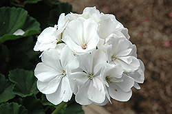 Tango White Geranium (Pelargonium 'Tango White') at Stonegate Gardens