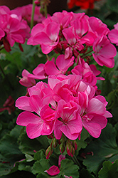 Master Idols Pink Geranium (Pelargonium 'Master Idols Pink') at Stonegate Gardens