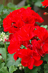 Summer Idols Dark Red Geranium (Pelargonium 'Summer Idols Dark Red') at Stonegate Gardens