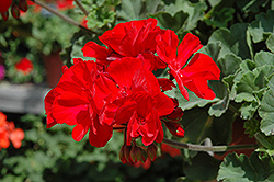Fantasia Dark Red Geranium (Pelargonium 'Fantasia Dark Red') at Stonegate Gardens
