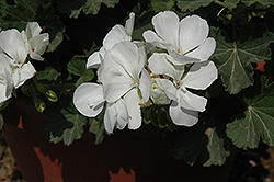 Savannah White Geranium (Pelargonium 'Savannah White') at Stonegate Gardens