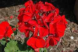 Survivor Dark Red Geranium (Pelargonium 'Survivor Dark Red') at Stonegate Gardens