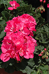 Fantasia Neon Rose Geranium (Pelargonium 'Fantasia Neon Rose') at Stonegate Gardens