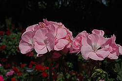 Fantasia Pink Shell Geranium (Pelargonium 'Fantasia Pink Shell') at Stonegate Gardens