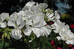 Fantasia White Geranium (Pelargonium 'Fantasia White') at Lakeshore Garden Centres