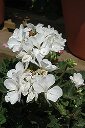 Presto White Geranium (Pelargonium 'Presto White') at Stonegate Gardens
