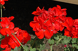 Survivor Scarlet Geranium (Pelargonium 'Survivor Scarlet') at Wallitsch Nursery And Garden Center