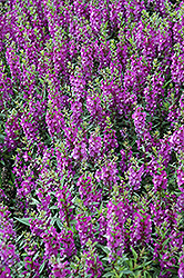 Serenita Purple Angelonia (Angelonia angustifolia 'PAS803822') at Lakeshore Garden Centres