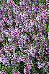 Serenita Lavender Angelonia (Angelonia angustifolia 'PAS1209524') at Stonegate Gardens