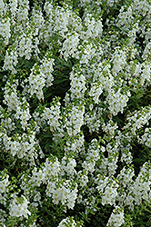 Serena White Angelonia (Angelonia angustifolia 'PAS1209522') at Stonegate Gardens