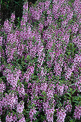 Serenita Lavender Pink Angelonia (Angelonia angustifolia 'Serenita Lavender Pink') at Stonegate Gardens