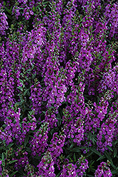 Serena Purple Angelonia (Angelonia angustifolia 'PAS1180781') at Stonegate Gardens