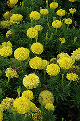 Lady First Marigold (Tagetes erecta 'Lady First') at Stonegate Gardens