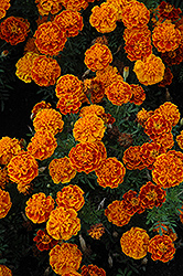 Cresta Flame Marigold (Tagetes patula 'Cresta Flame') at Stonegate Gardens
