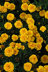 Cresta Gold Marigold (Tagetes patula 'Cresta Gold') at Stonegate Gardens