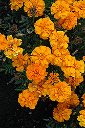Cresta Orange Marigold (Tagetes patula 'Cresta Orange') at Stonegate Gardens