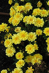 Cresta Primrose Marigold (Tagetes patula 'Cresta Primrose') at Stonegate Gardens