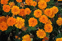 Cresta Deep Orange Marigold (Tagetes patula 'Cresta Deep Orange') at Stonegate Gardens