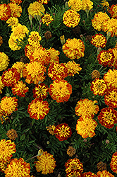 Cresta Spry Marigold (Tagetes patula 'Cresta Spry') at Stonegate Gardens