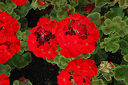 Horizon Red Geranium (Pelargonium 'Horizon Red') at Stonegate Gardens