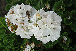 Horizon White Geranium (Pelargonium 'Horizon White') at Stonegate Gardens