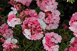 Pinto Premium White to Rose Geranium (Pelargonium 'Pinto Premium White to Rose') at Stonegate Gardens