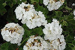Pinto Premium White Geranium (Pelargonium 'Pinto Premium White') at Stonegate Gardens