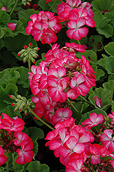 Pinto Premium Rose Bicolor Geranium (Pelargonium 'Pinto Premium Rose Bicolor') at Stonegate Gardens