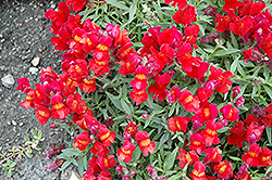 Candy Showers Red Snapdragon (Antirrhinum majus 'Candy Showers Red') at Stonegate Gardens