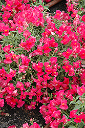 Candy Showers Rose Snapdragon (Antirrhinum majus 'Candy Showers Rose') at Stonegate Gardens