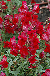 Speedy Sonnet Crimson Snapdragon (Antirrhinum majus 'Speedy Sonnet Crimson') at Stonegate Gardens