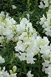 Speedy Sonnet White Snapdragon (Antirrhinum majus 'Speedy Sonnet White') at Stonegate Gardens