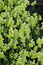 Speedy Sonnet Yellow Snapdragon (Antirrhinum majus 'Speedy Sonnet Yellow') at Stonegate Gardens