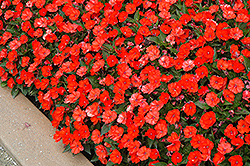 SunPatiens Compact Electric Orange New Guinea Impatiens (Impatiens 'SakimP025') at Lakeshore Garden Centres