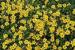Sun Drop Bidens (Bidens ferulifolia 'Balbisopim') at Stonegate Gardens