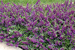 AngelMist Spreading Dark Purple Angelonia (Angelonia angustifolia 'Balangsparpi') at Stonegate Gardens