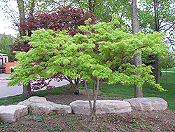 Kiri Nishiki Japanese Maple (Acer palmatum 'Kiri Nishiki') at Stonegate Gardens