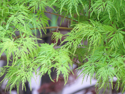 Kiri Nishiki Japanese Maple (Acer palmatum 'Kiri Nishiki') at Stonegate Gardens