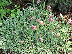 Rosy Pussytoes (Antennaria rosea) at Stonegate Gardens