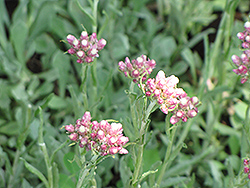 Rosy Pussytoes (Antennaria rosea) at Stonegate Gardens