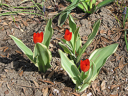 Unicum Tulip (Tulipa praestans 'Unicum') at A Very Successful Garden Center