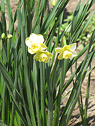 Yellow Cheerfulness Daffodil (Narcissus x poetaz 'Yellow Cheerfulness') at Stonegate Gardens