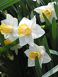 Accent Daffodil (Narcissus 'Accent') at Stonegate Gardens