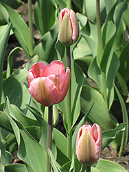 Design Impression Tulip (Tulipa 'Design Impression') at Stonegate Gardens