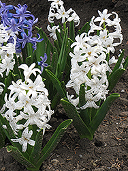 Carnegie Hyacinth (Hyacinthus orientalis 'Carnegie') at Stonegate Gardens