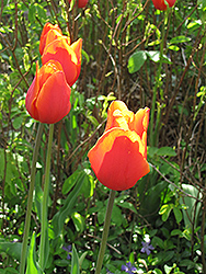 Orange Toronto Tulip (Tulipa greggii 'Orange Toronto') at Stonegate Gardens