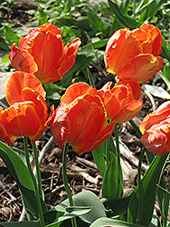 Orange Favorite Tulip (Tulipa 'Orange Favorite') at Lakeshore Garden Centres