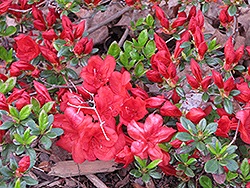 Fireball Azalea (Rhododendron 'Fireball') at Stonegate Gardens