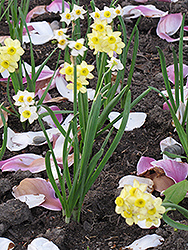 Minnow Miniature Daffodil (Narcissus 'Minnow') at Stonegate Gardens